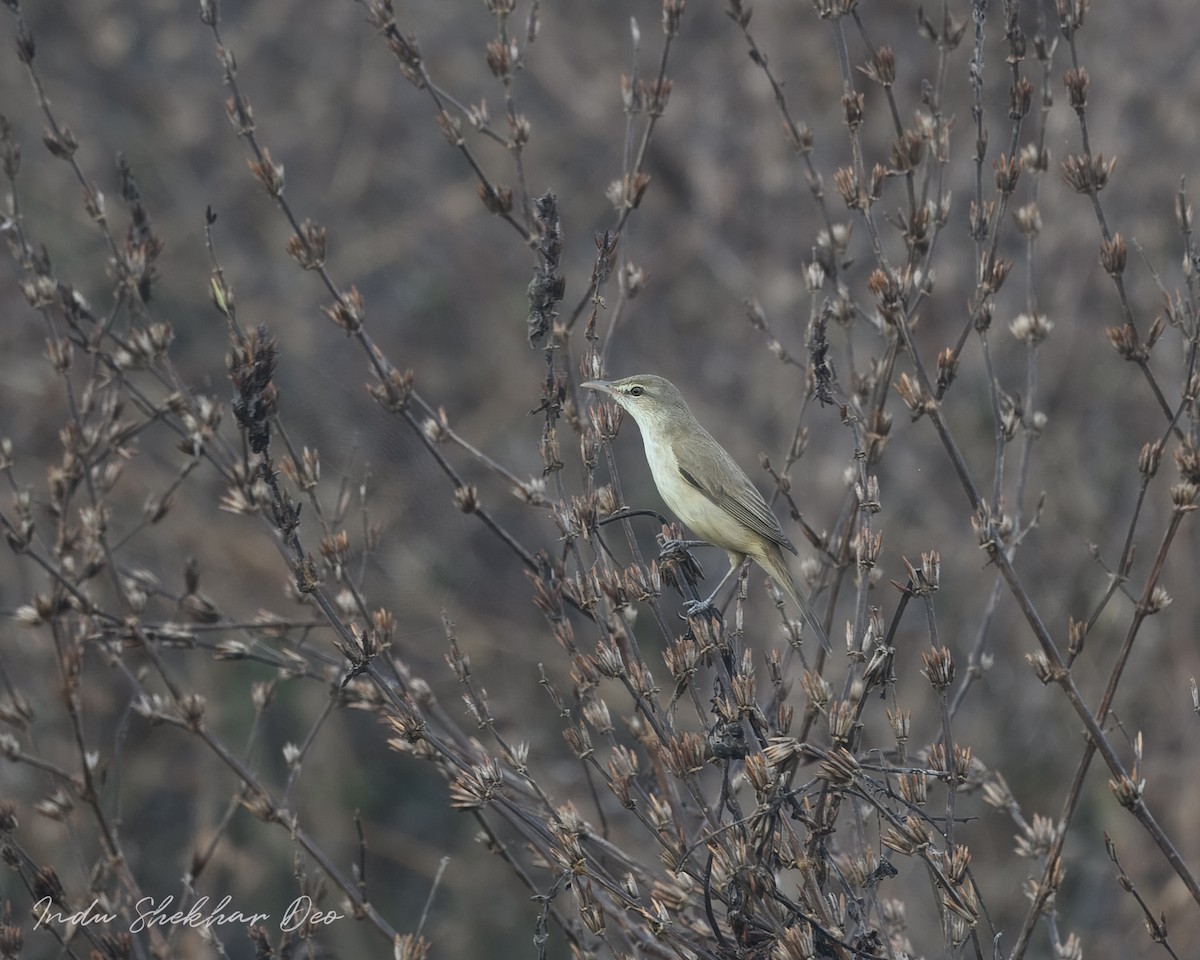 Oriental Reed Warbler - ML620599043