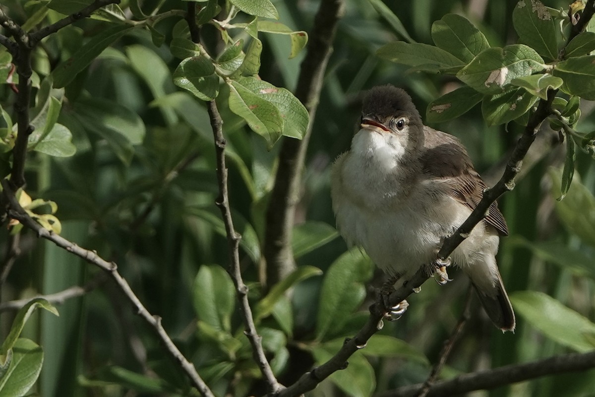 Common Reed Warbler - ML620599044