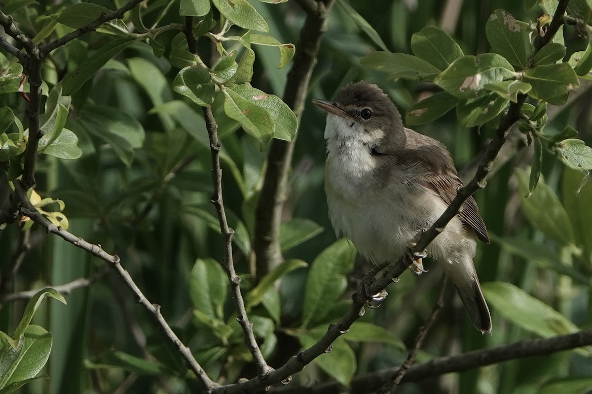 Common Reed Warbler - ML620599045