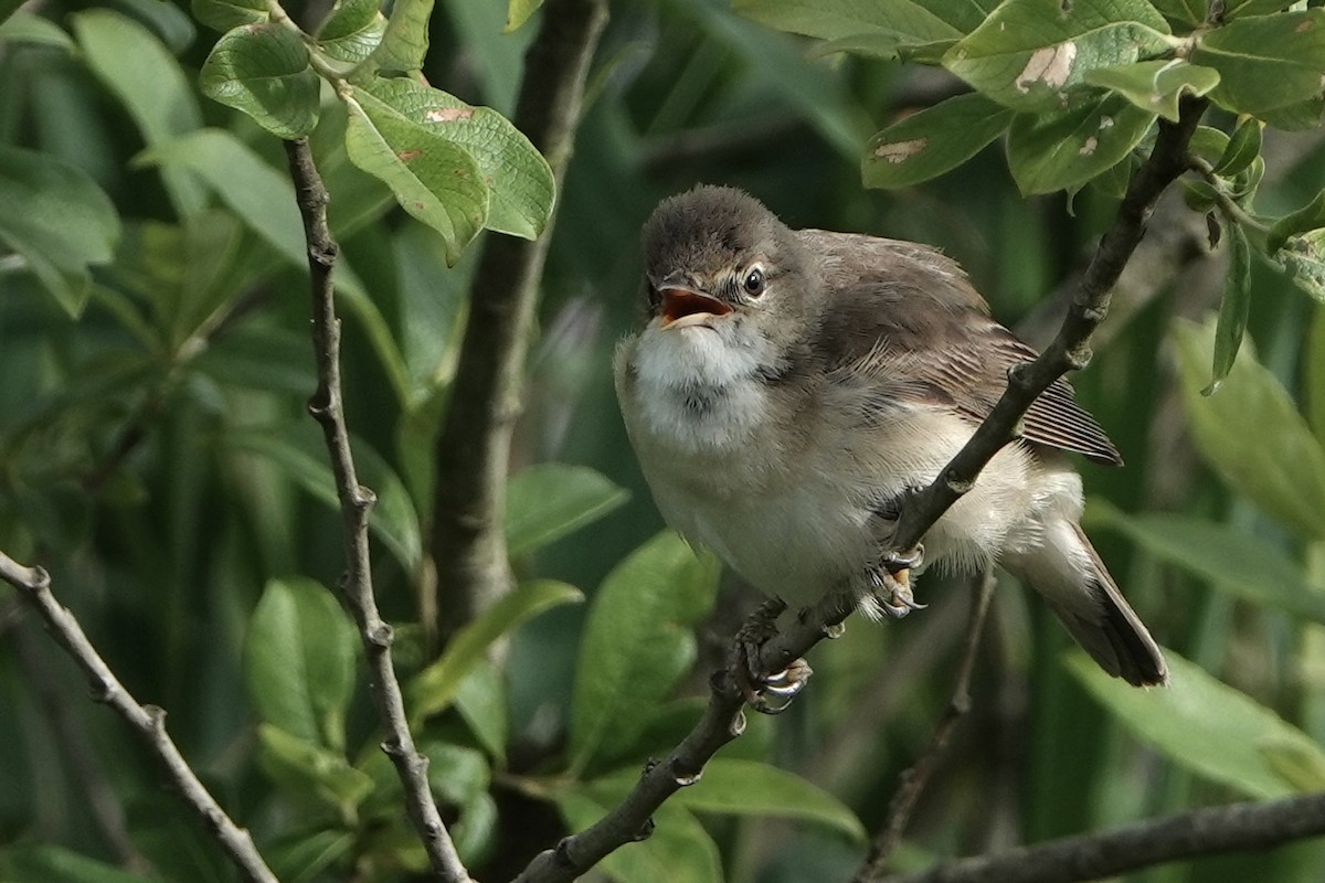 Common Reed Warbler - ML620599046