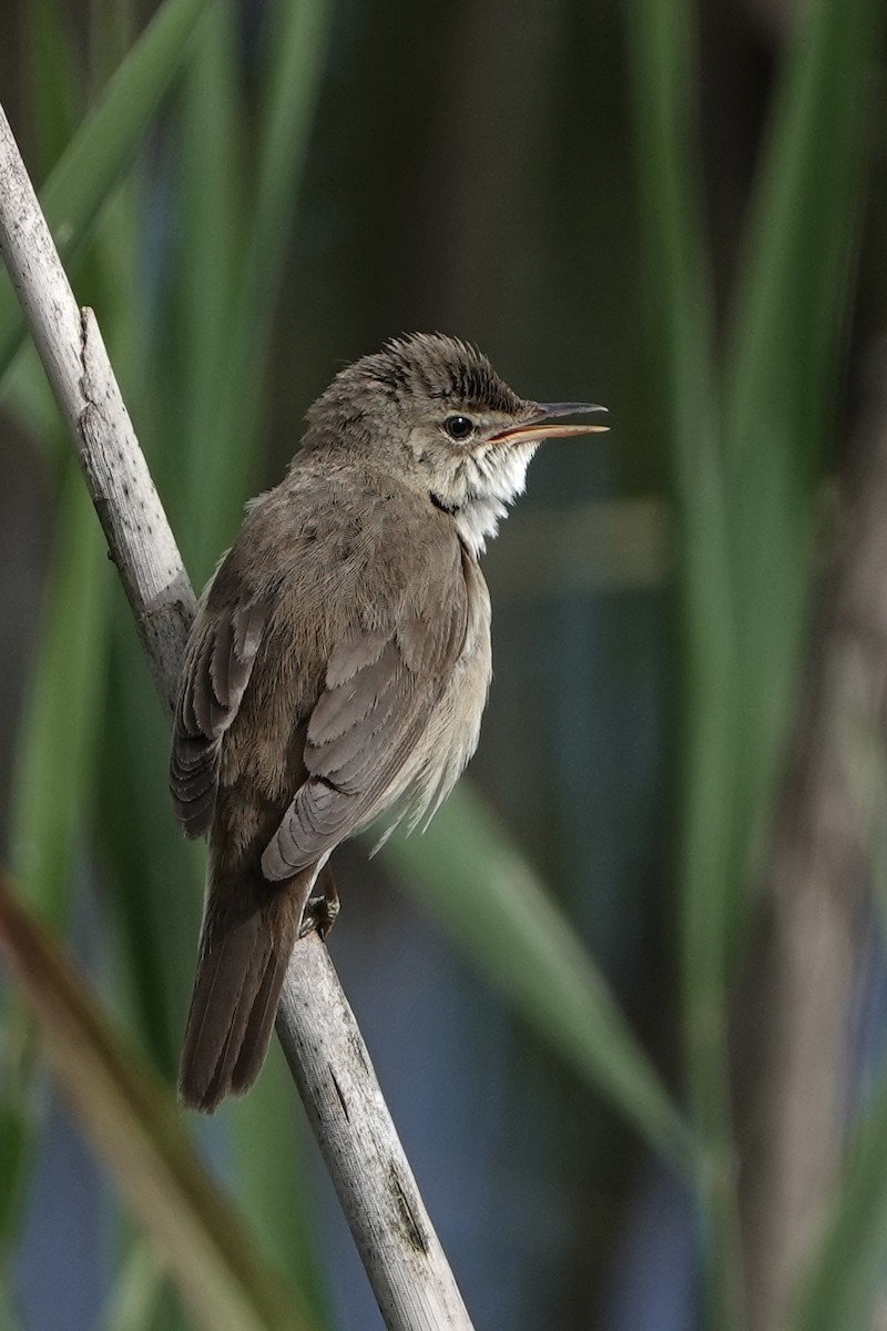 Common Reed Warbler - ML620599047