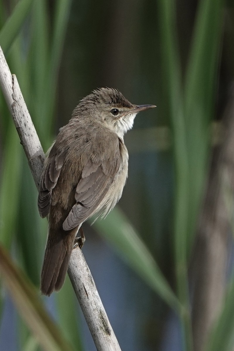 Common Reed Warbler - ML620599048