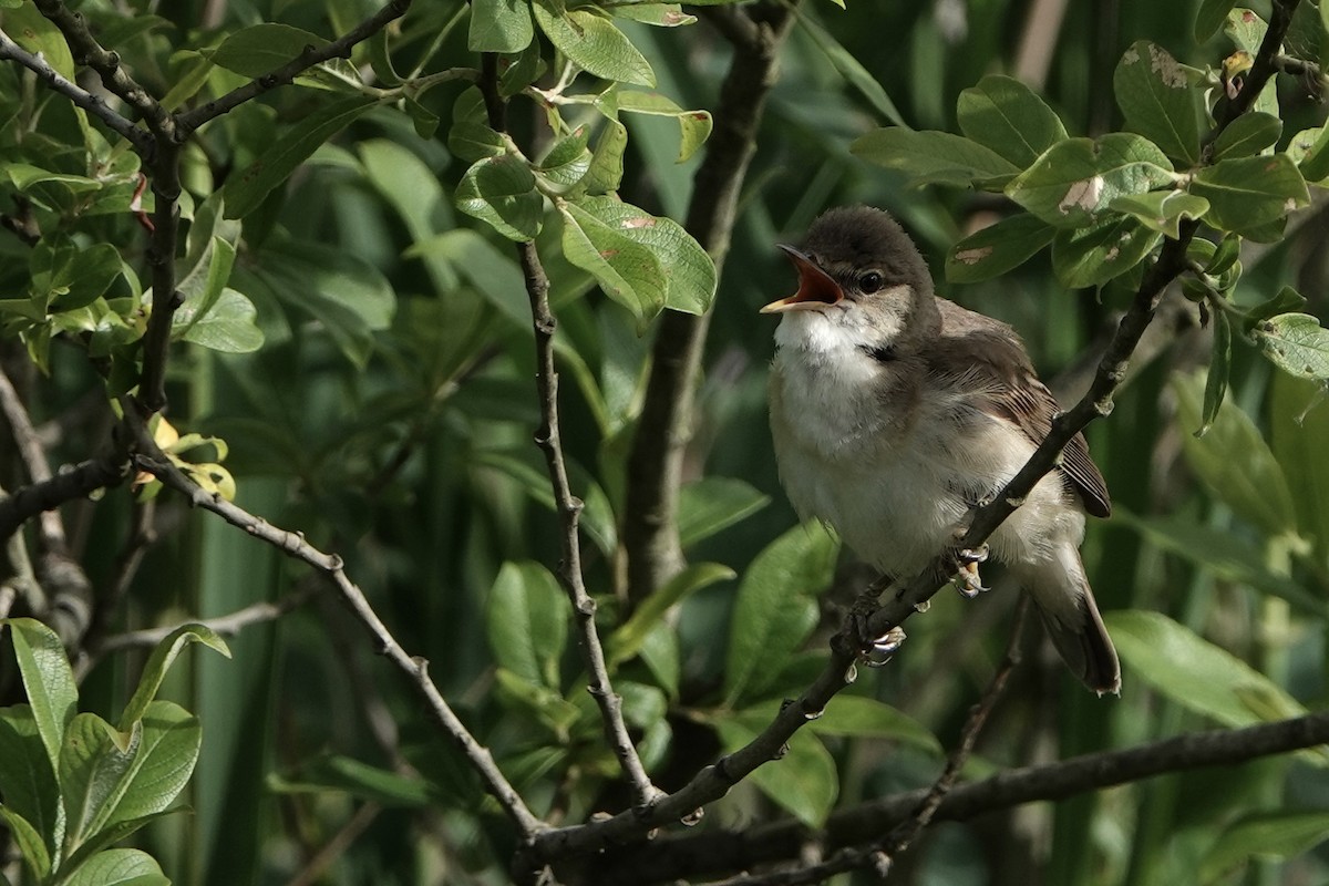 Common Reed Warbler - ML620599049