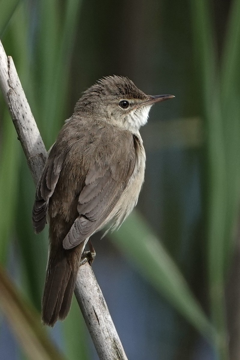 Common Reed Warbler - ML620599050