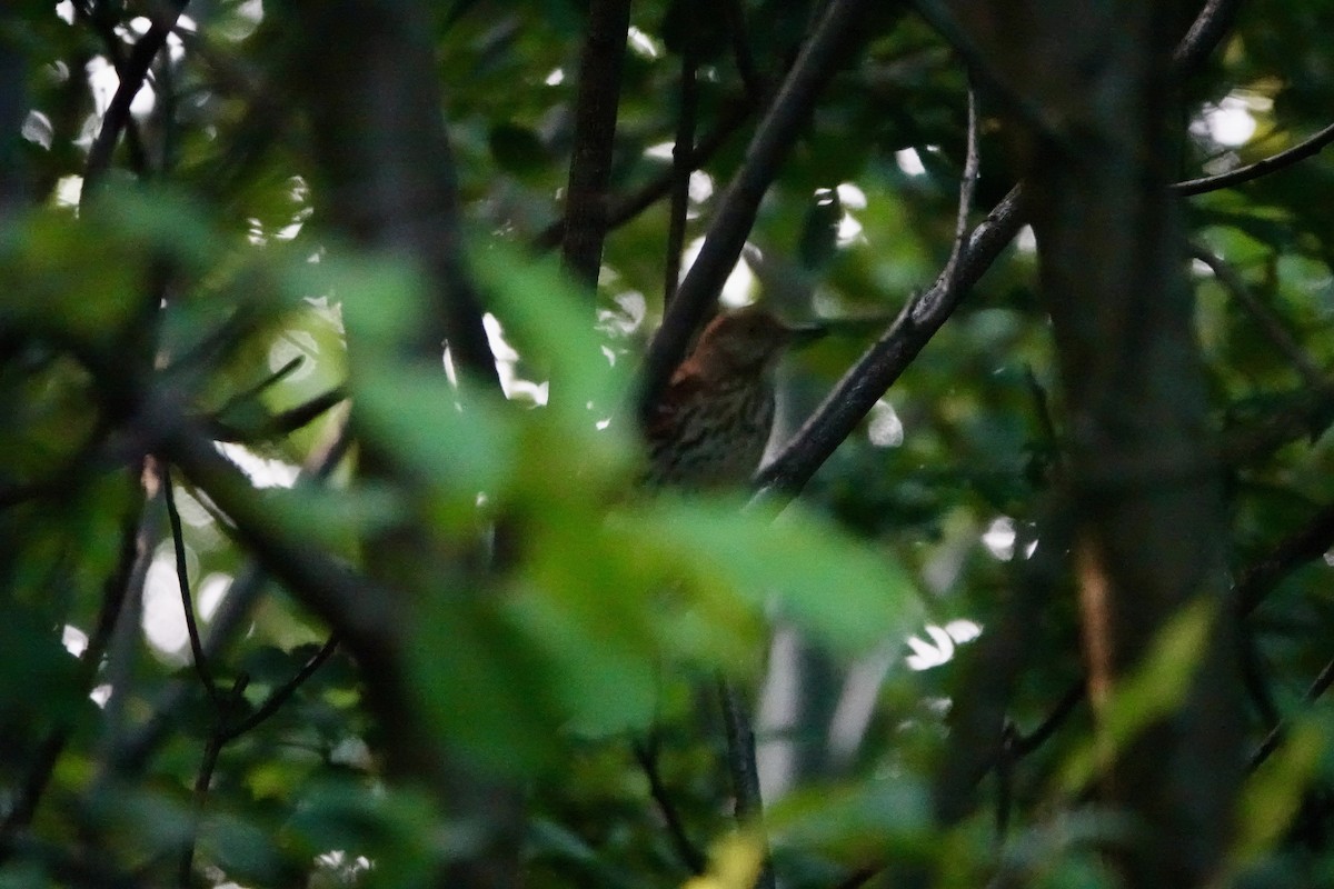 Brown Thrasher - ML620599052