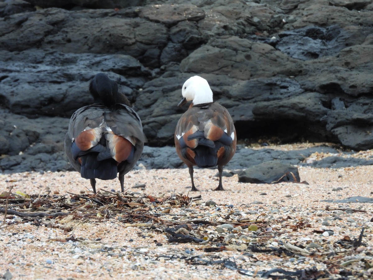 Paradise Shelduck - ML620599053