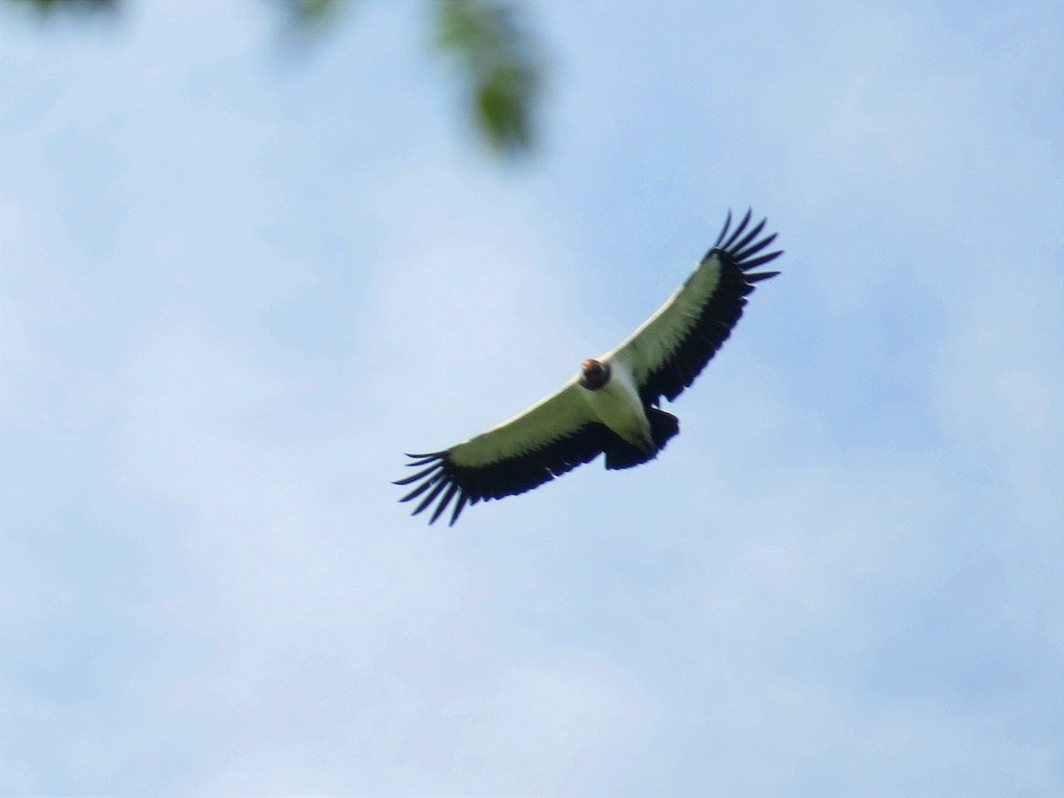 King Vulture - ML620599054