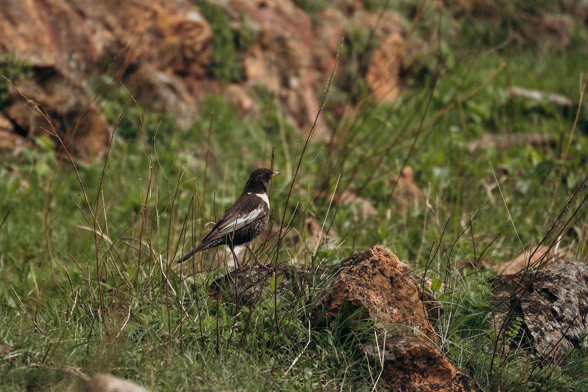 Ring Ouzel - Natalie Statsenko
