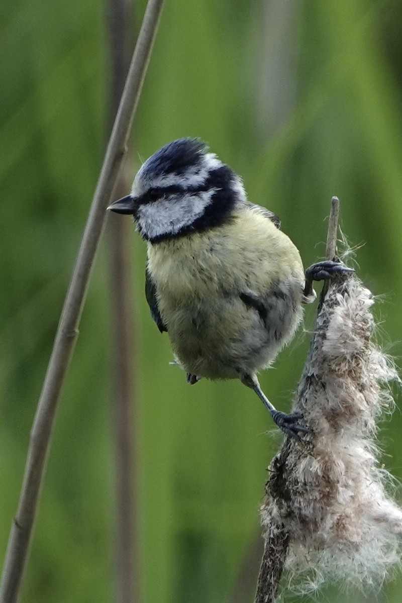 Eurasian Blue Tit - ML620599059