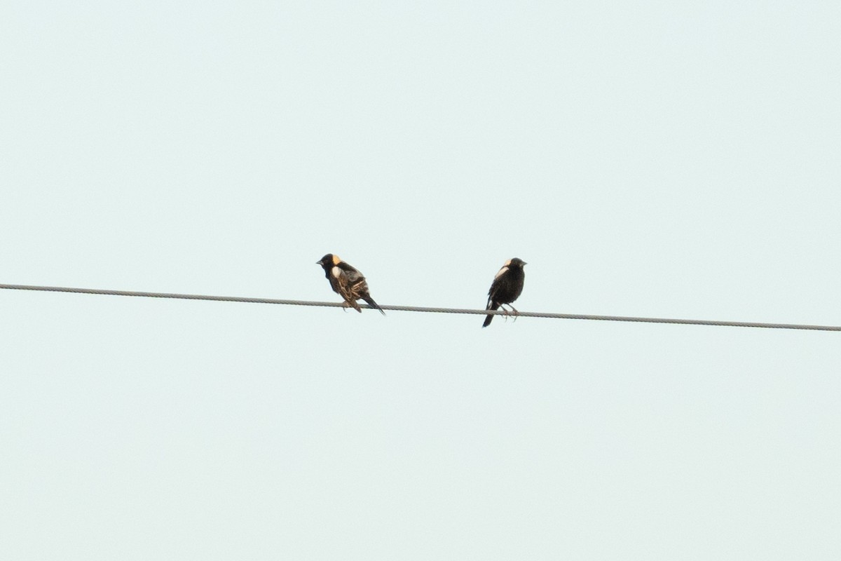 bobolink americký - ML620599070