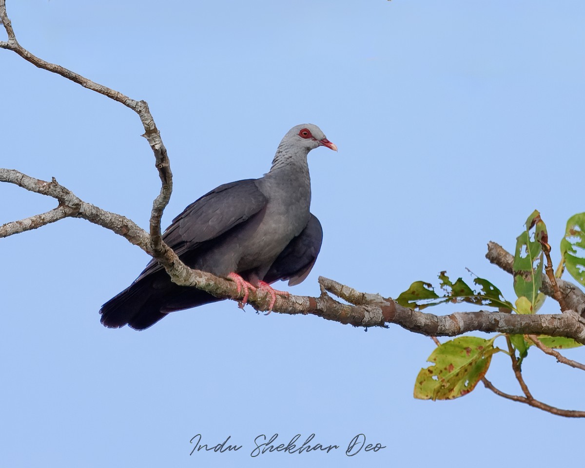 Andaman Wood-Pigeon - Indu Shekhar Deo