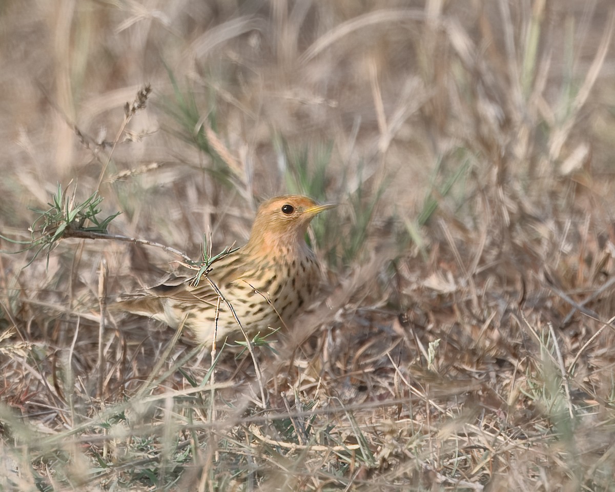 Red-throated Pipit - ML620599075