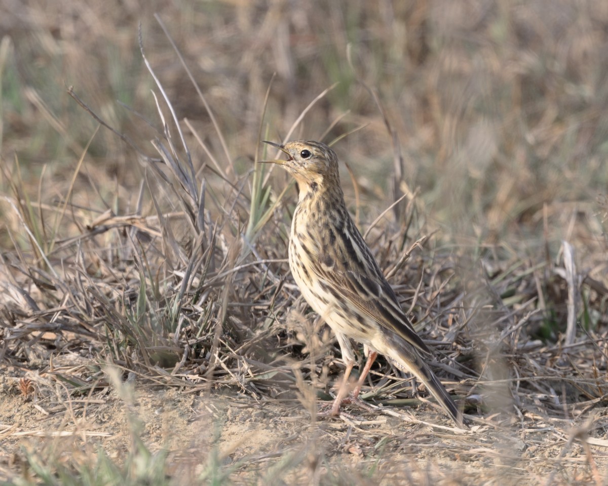 Red-throated Pipit - ML620599076