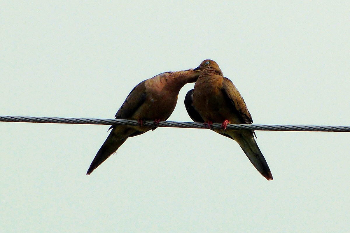 Mourning Dove - ML620599088