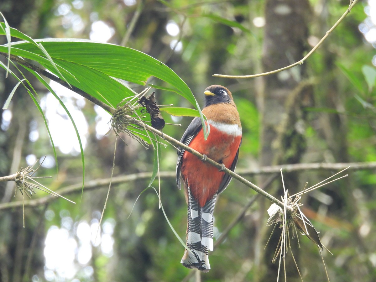 Masked Trogon - ML620599089