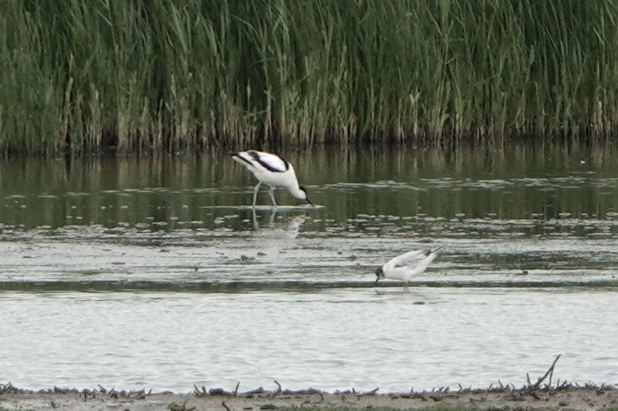 Mouette pygmée - ML620599093