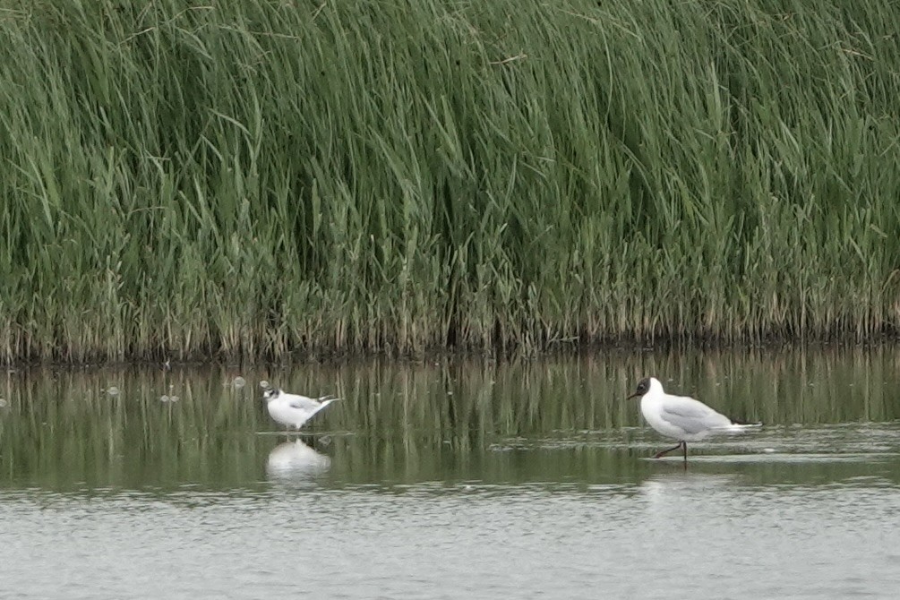 Mouette pygmée - ML620599094