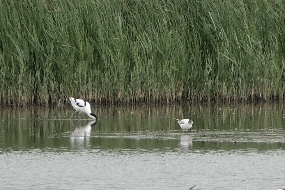 Mouette pygmée - ML620599096