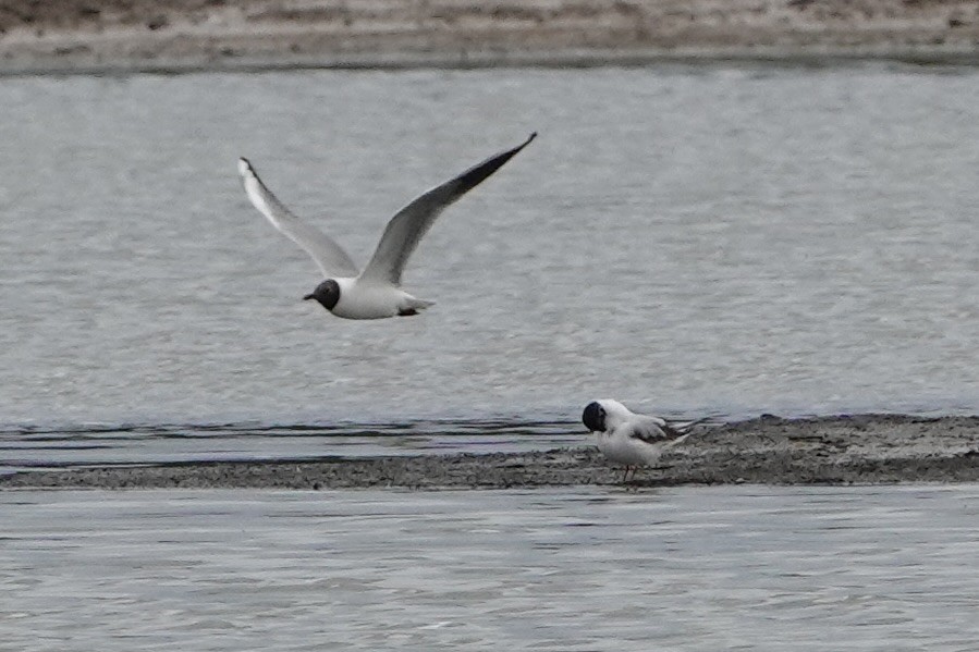 Little Gull - ML620599102