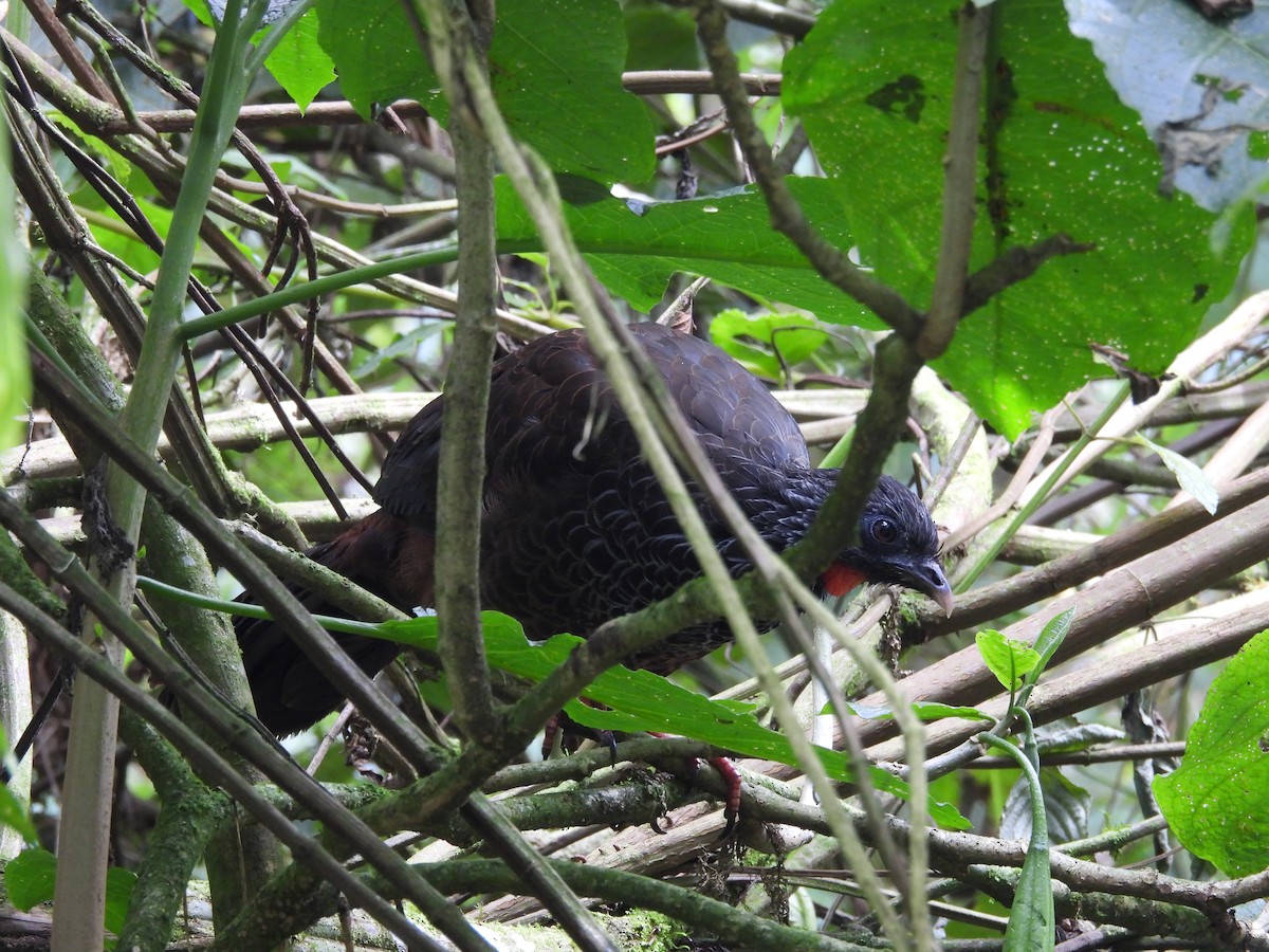 Andean Guan - ML620599103