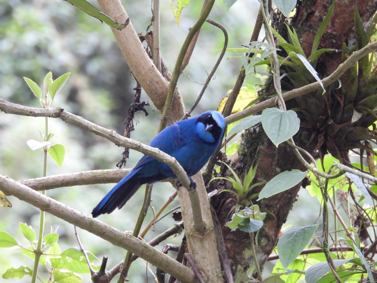 Turquoise Jay - ML620599106