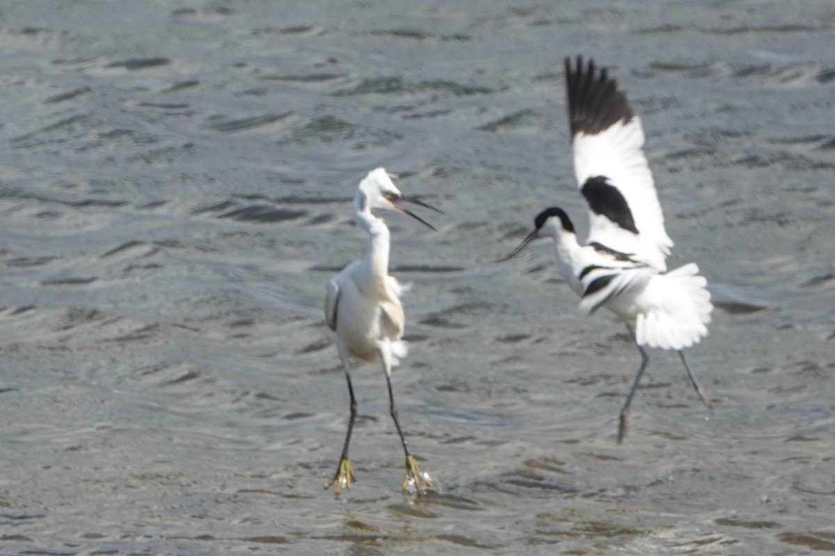 Pied Avocet - ML620599116