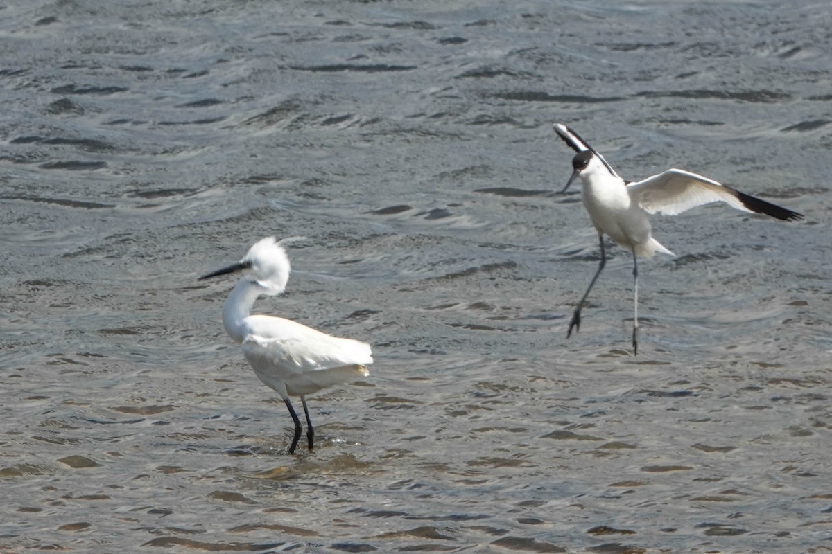 Pied Avocet - Robert Wright