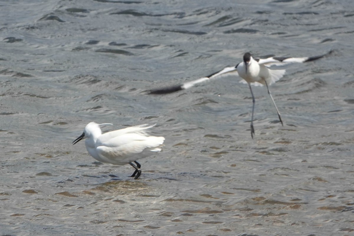 Pied Avocet - ML620599118