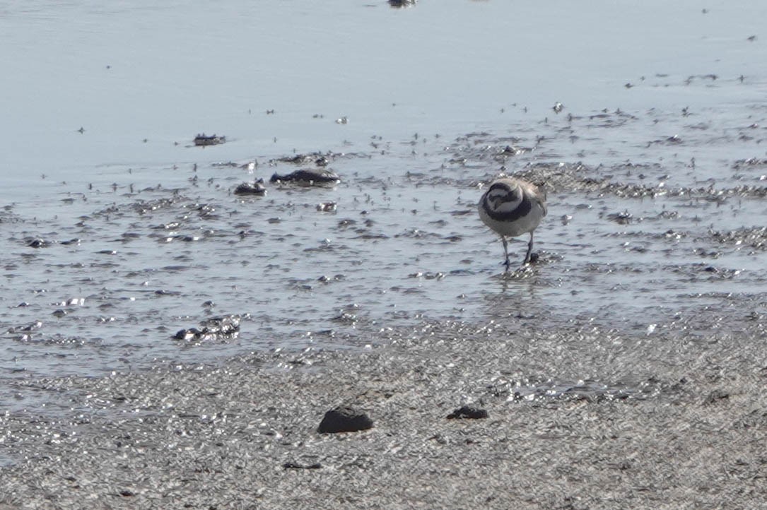 Common Ringed Plover - ML620599121