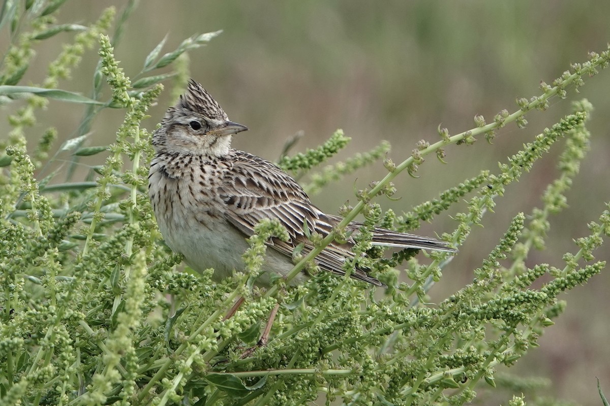 Eurasian Skylark - ML620599125