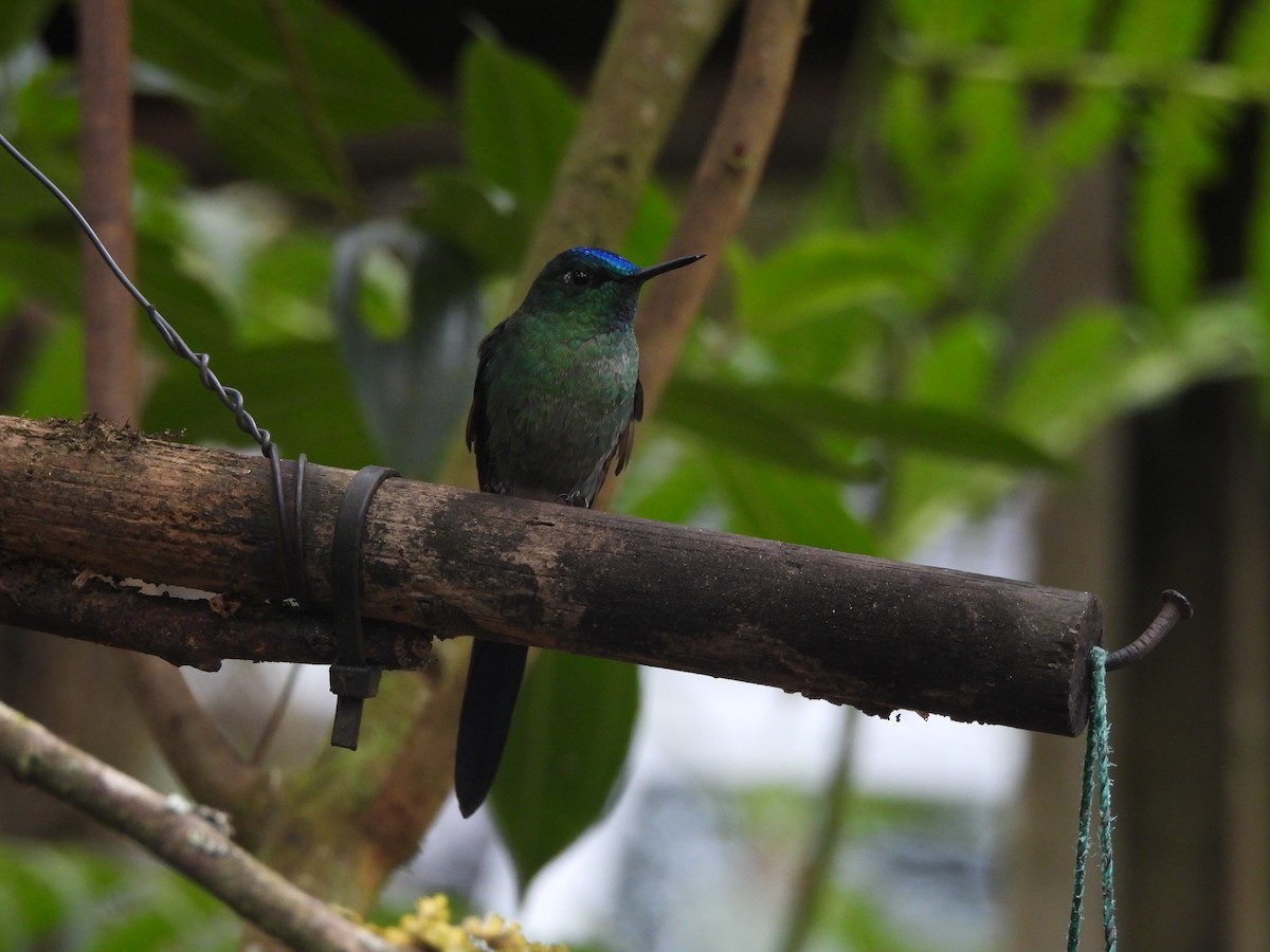 Long-tailed Sylph - ML620599128