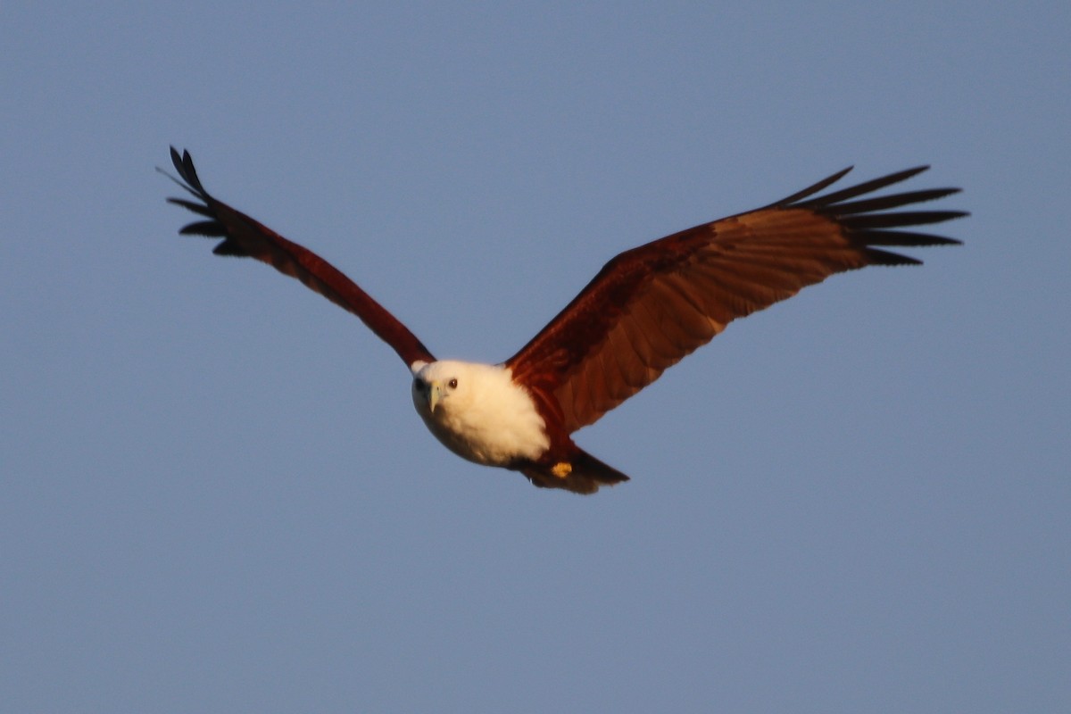 Brahminy Kite - James Lambert