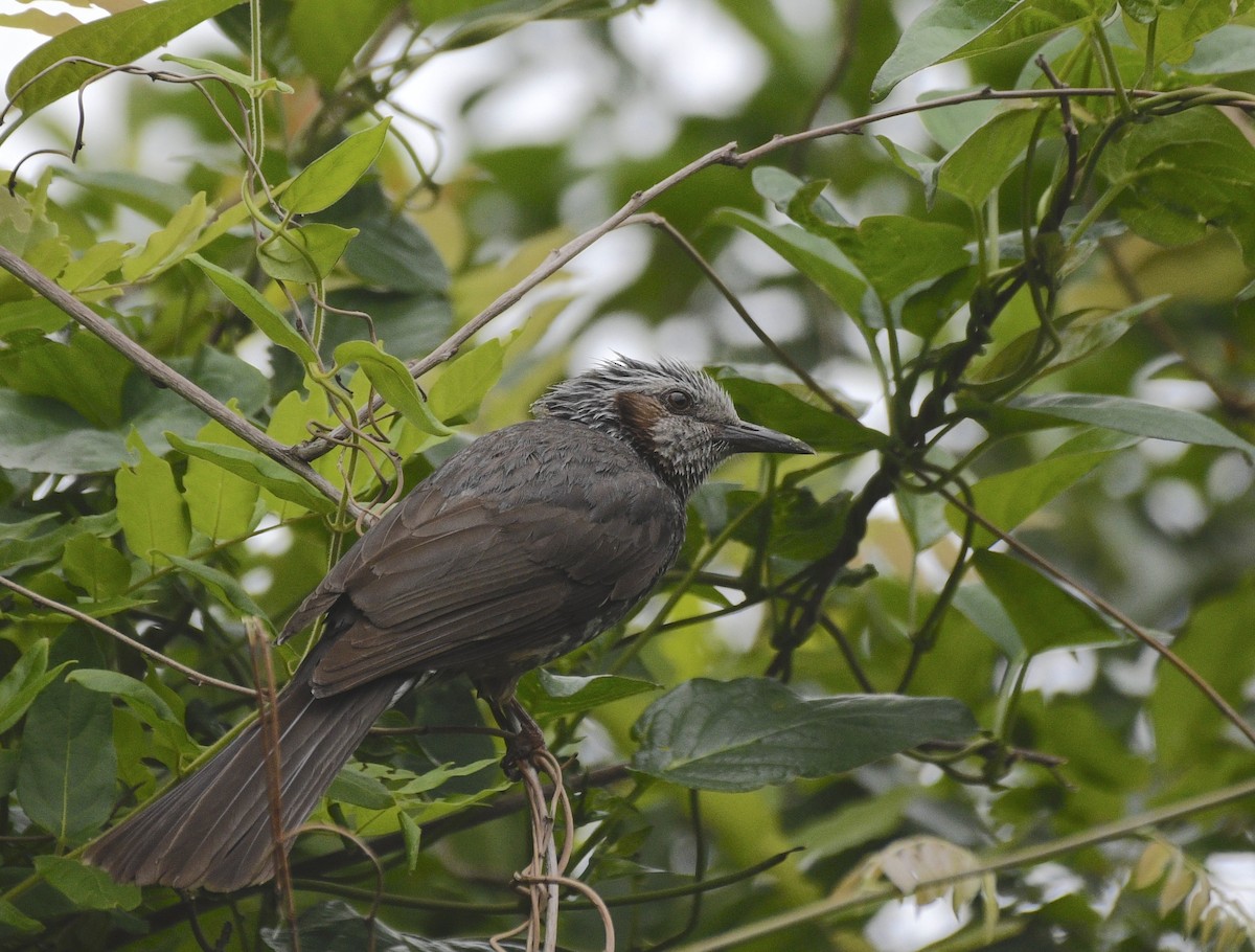 Bulbul à oreillons bruns - ML620599140