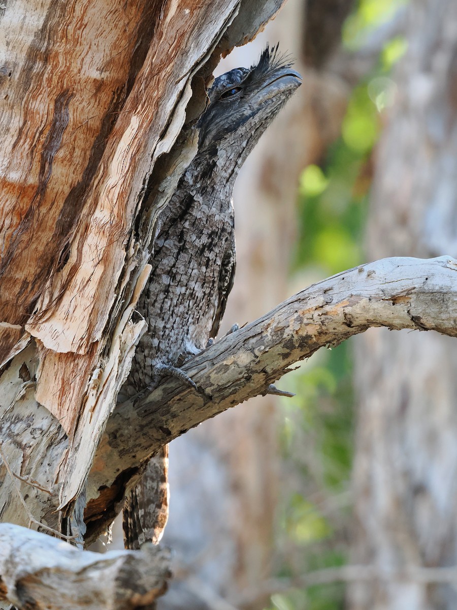 Tawny Frogmouth - ML620599141