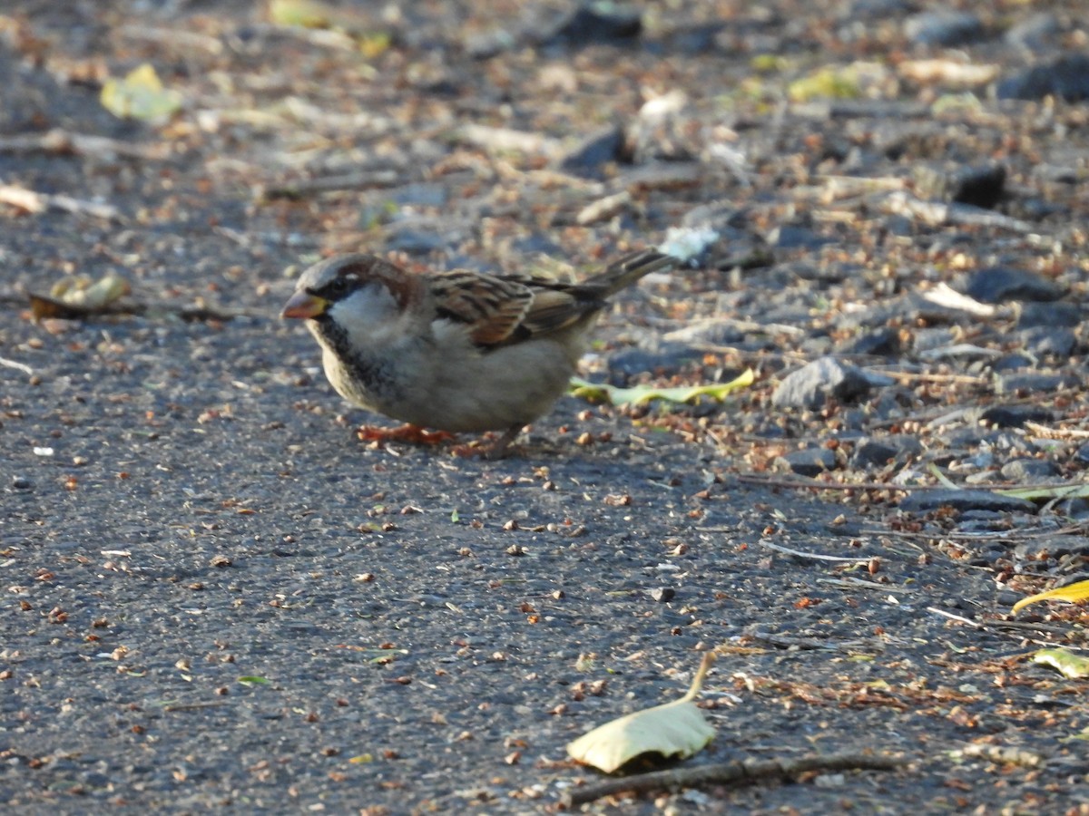 Moineau domestique - ML620599143