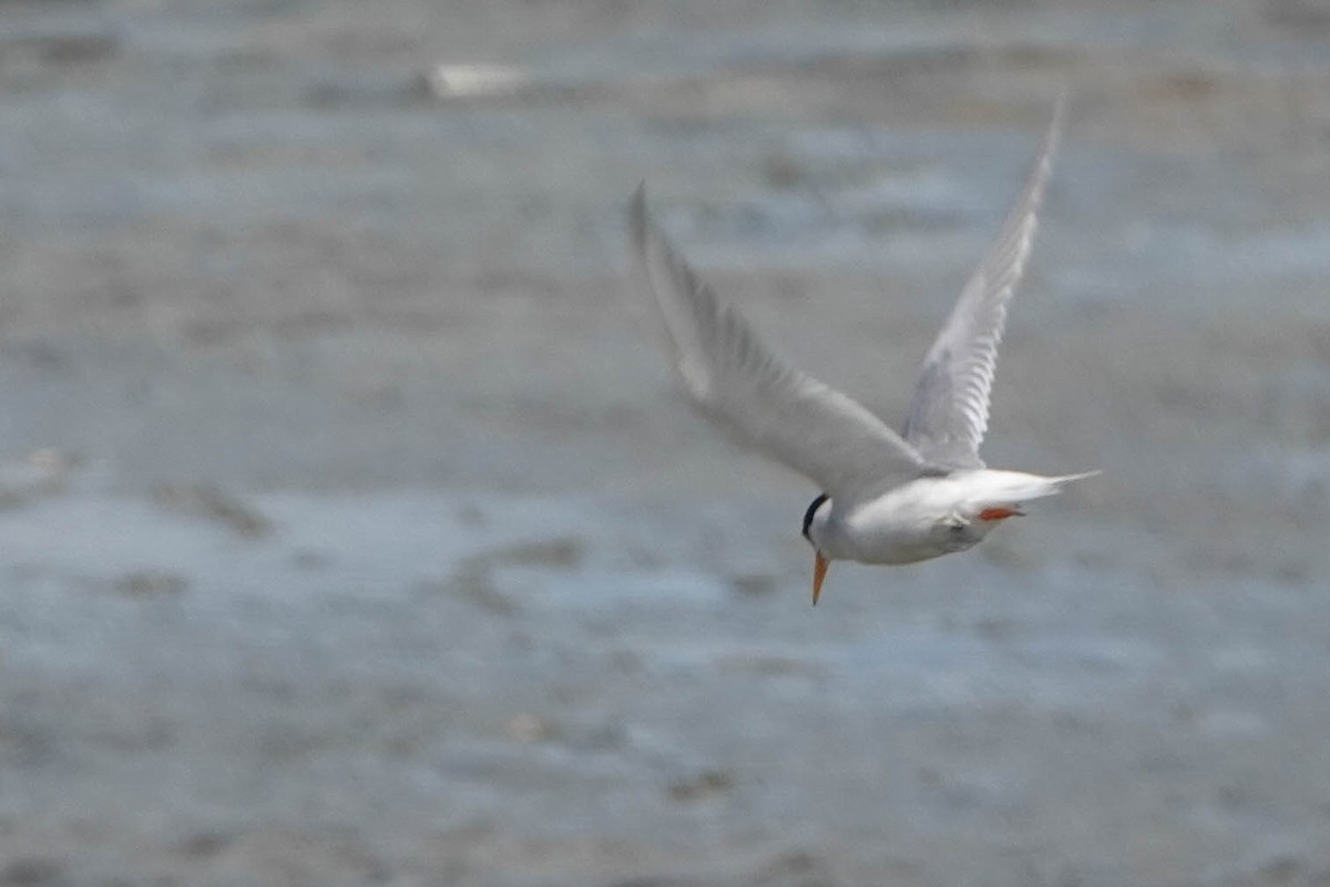 Little Tern - ML620599146