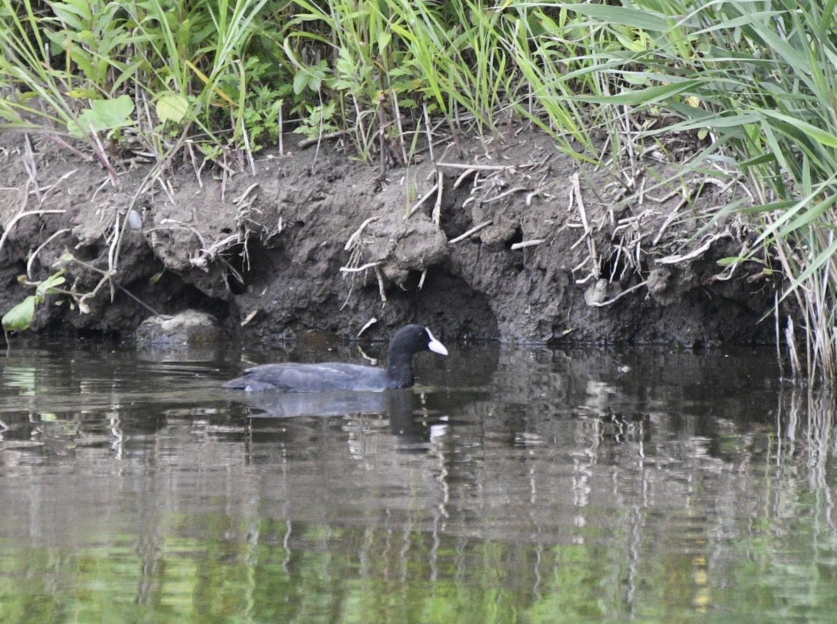 Eurasian Coot - ML620599147