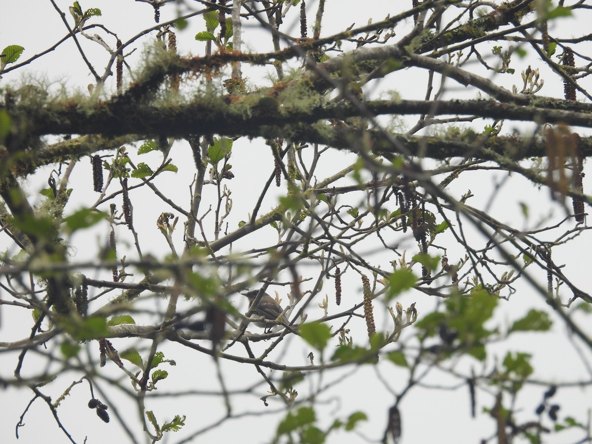 Rufous-breasted Chat-Tyrant - ML620599153