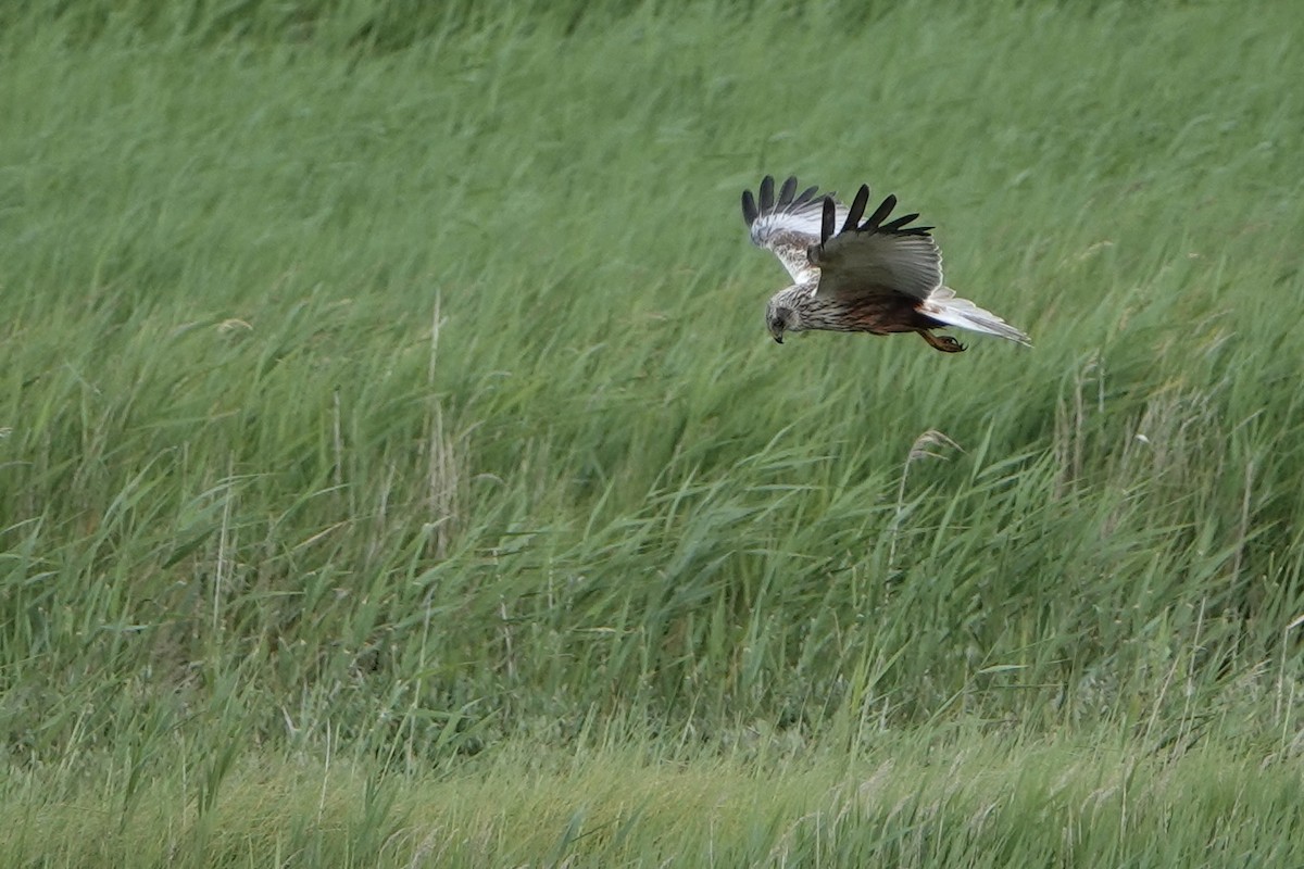 Western Marsh Harrier - ML620599157