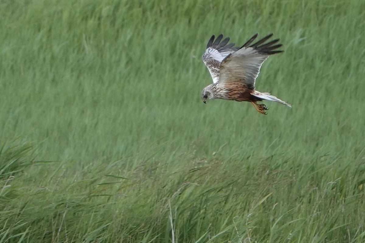 Western Marsh Harrier - ML620599160