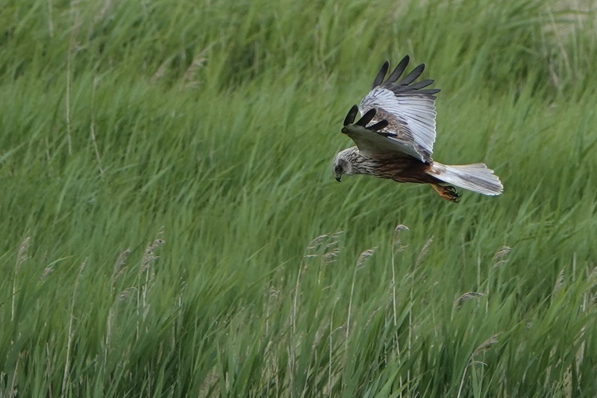 Western Marsh Harrier - ML620599165