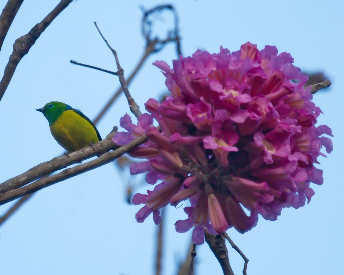 Blue-naped Chlorophonia - ML620599171