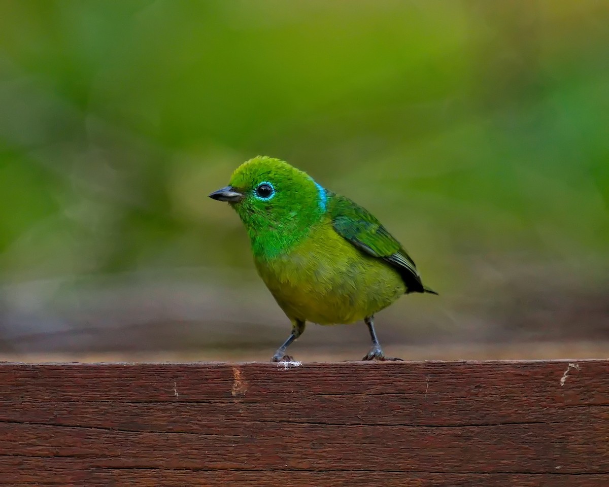 Blue-naped Chlorophonia - Amaury Pimenta