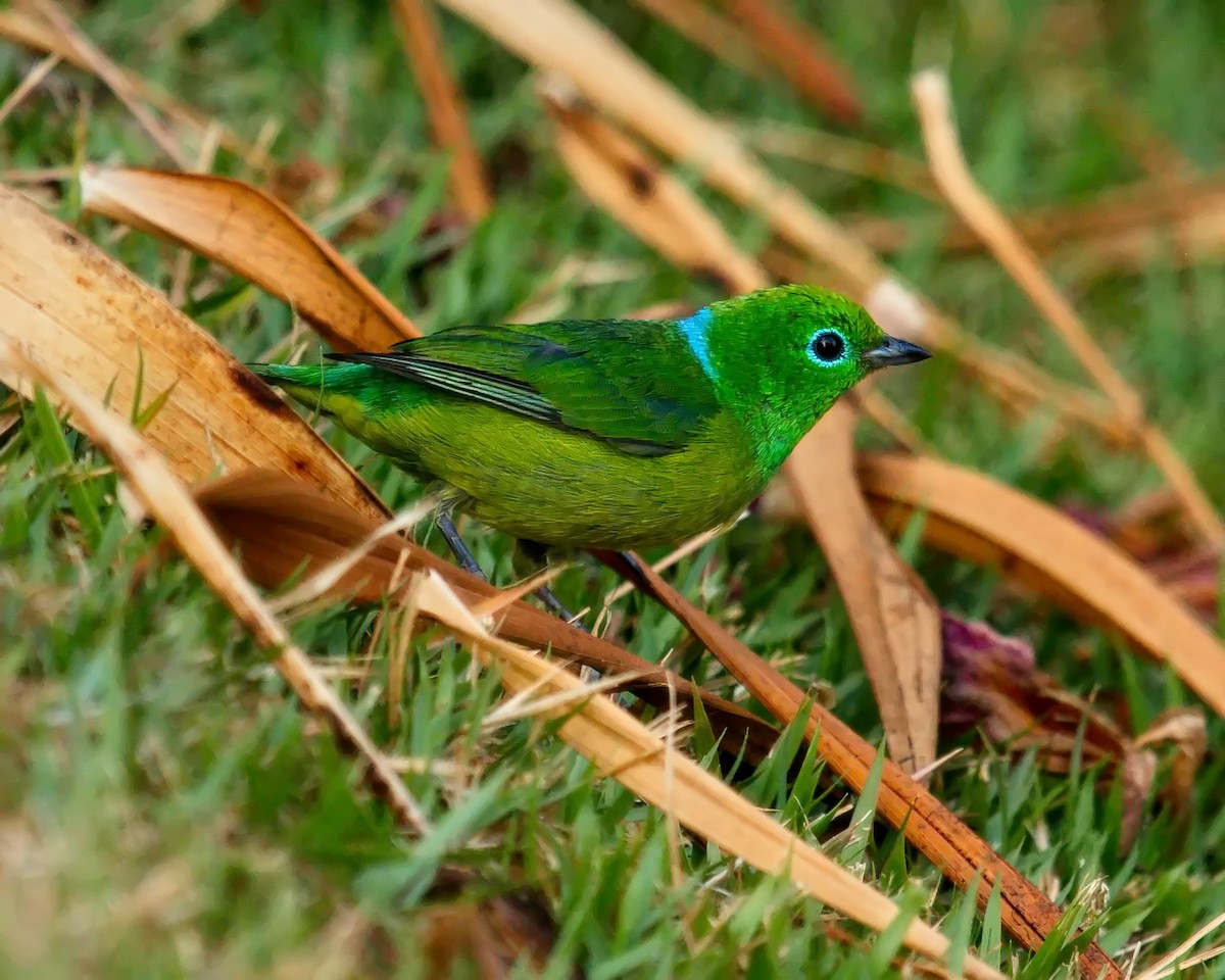 Blue-naped Chlorophonia - ML620599173