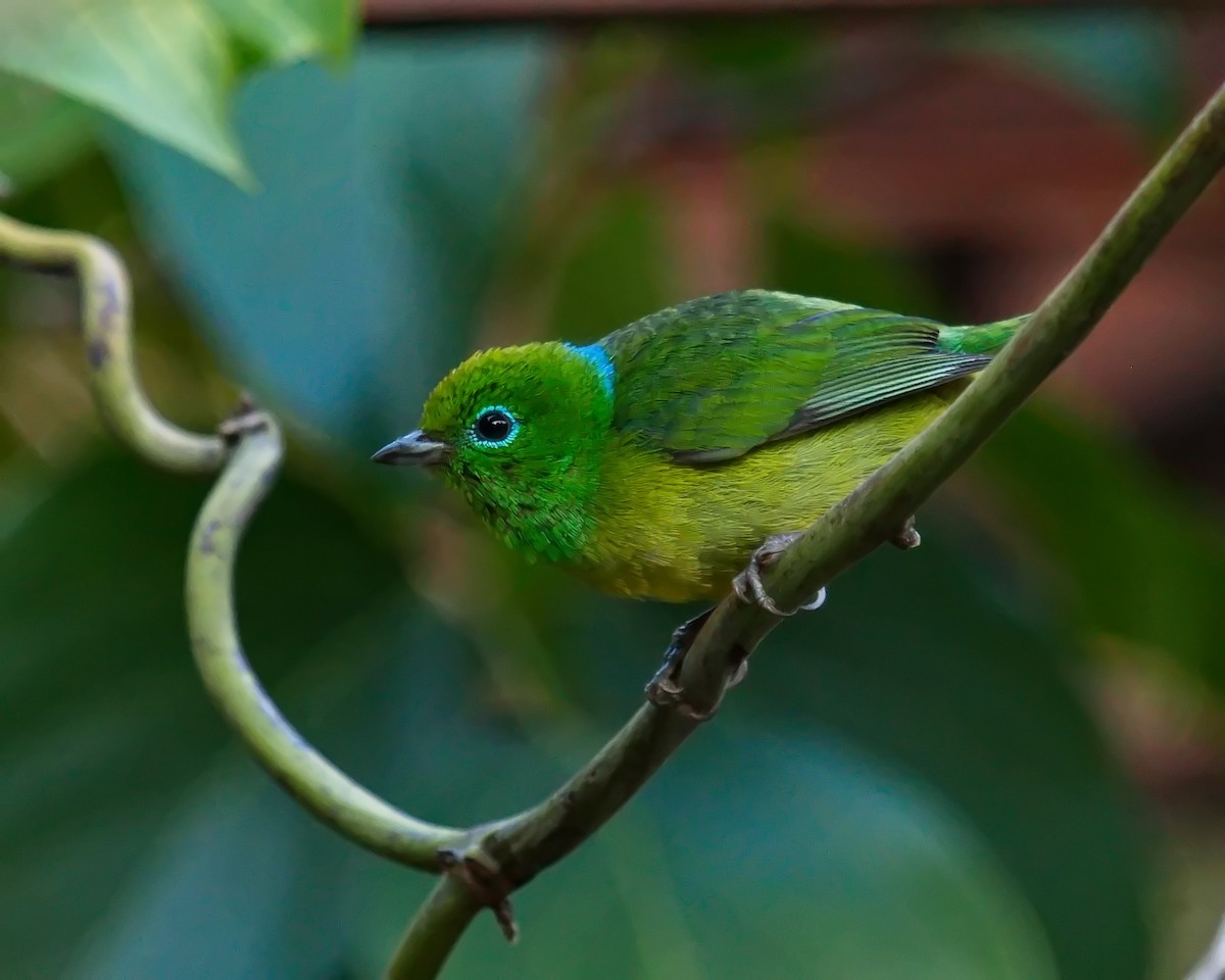 Blue-naped Chlorophonia - ML620599175