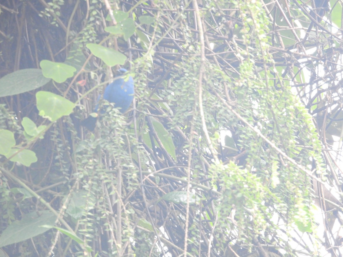 Blue-and-black Tanager - ML620599183