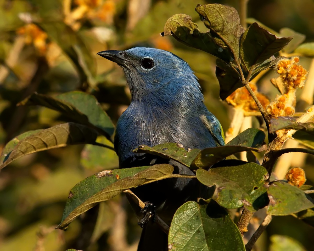 Golden-chevroned Tanager - ML620599188