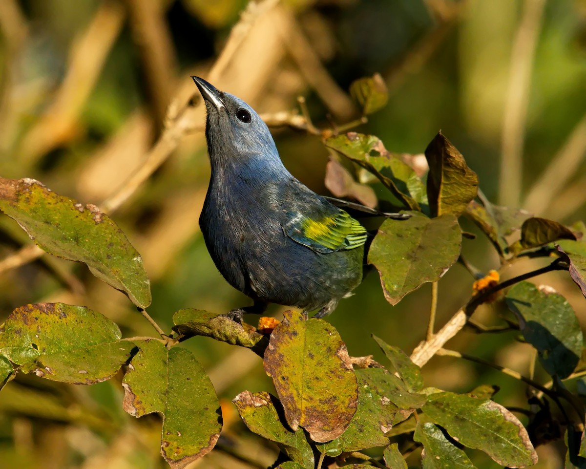 Golden-chevroned Tanager - ML620599191