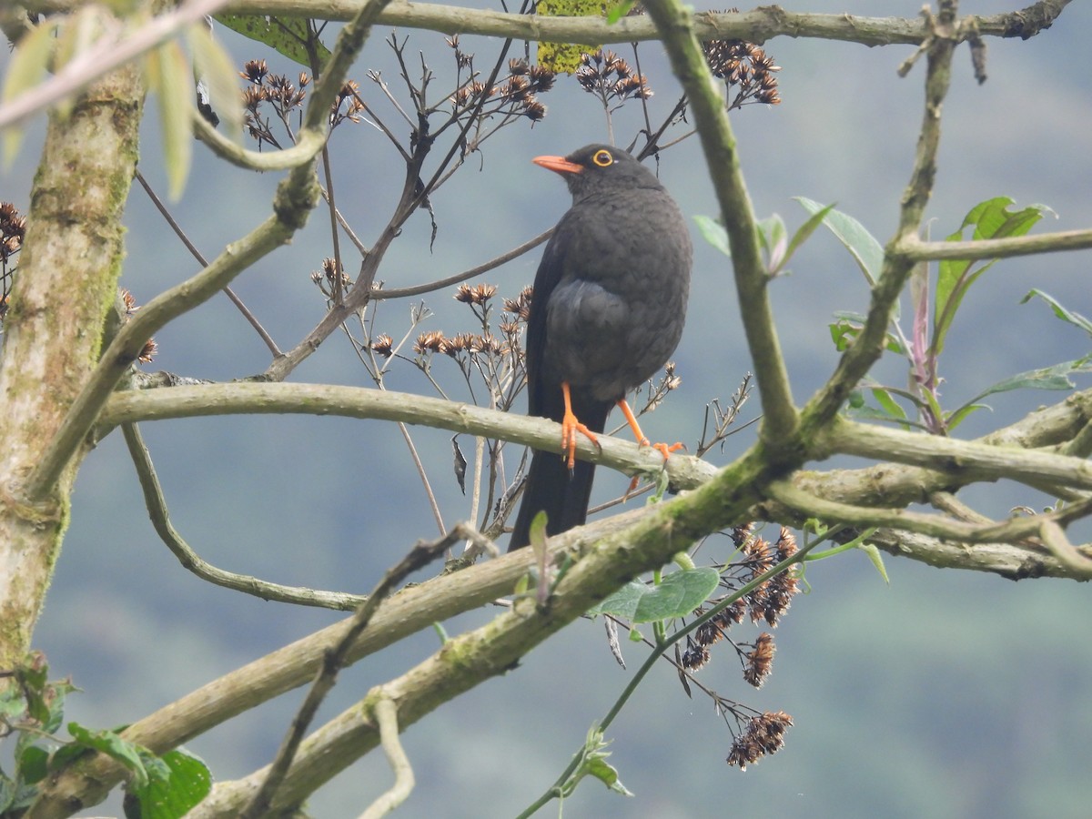 Great Thrush - ML620599192