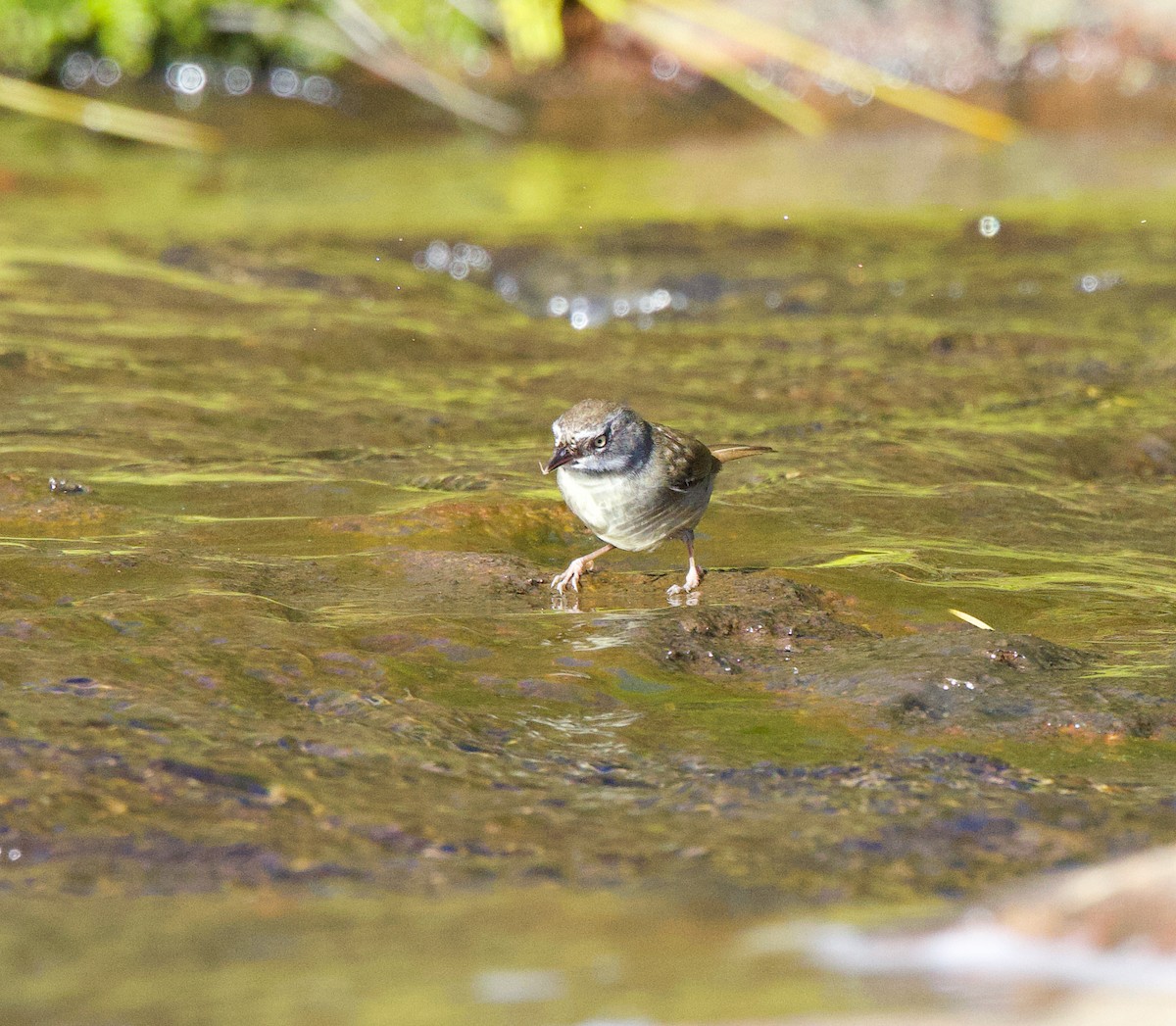 White-browed Scrubwren - ML620599231